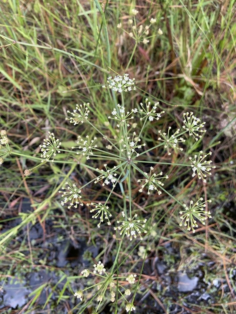 Water Cowbane photo 4