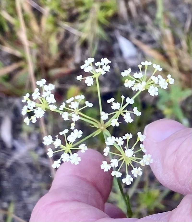 Water Cowbane photo 5