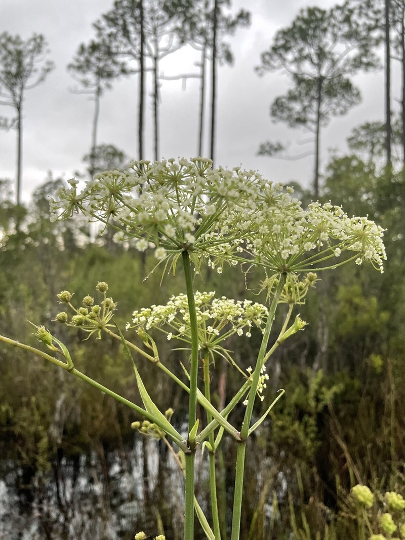 Water Cowbane photo 6