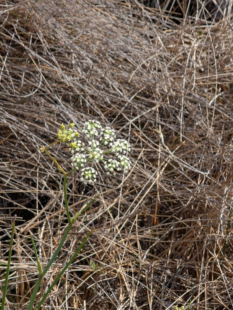 Water Cowbane photo 8