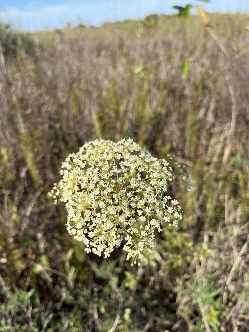Tiedemannia filiformis subsp. filiformis
