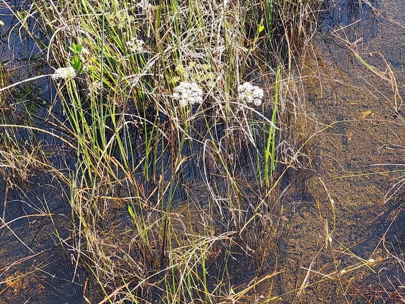 Tiedemannia filiformis subsp. filiformis photo 2