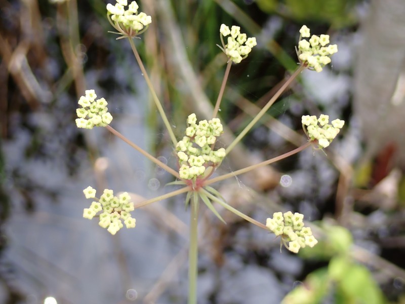 Tiedemannia filiformis subsp. filiformis photo 3