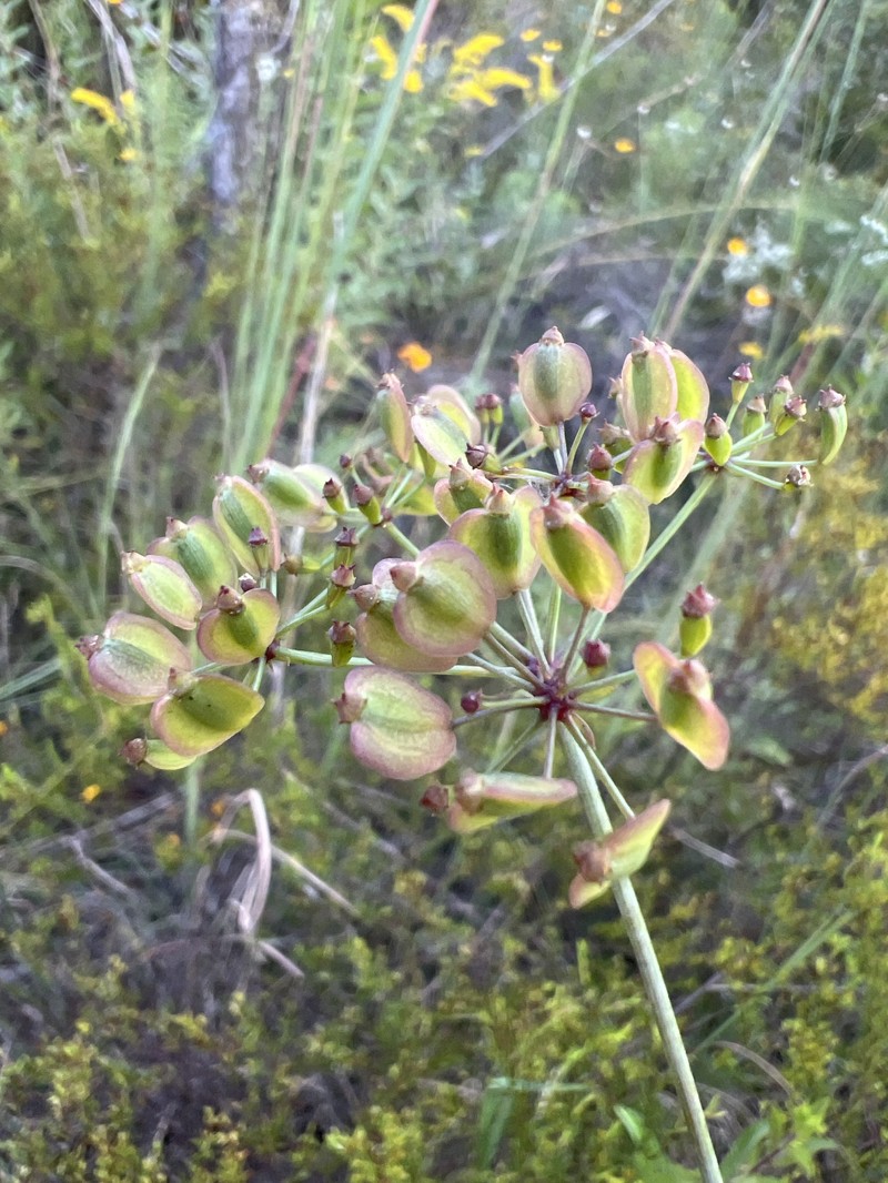 Tiedemannia filiformis subsp. filiformis photo 4