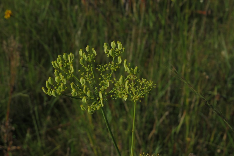 Tiedemannia filiformis subsp. filiformis photo 6