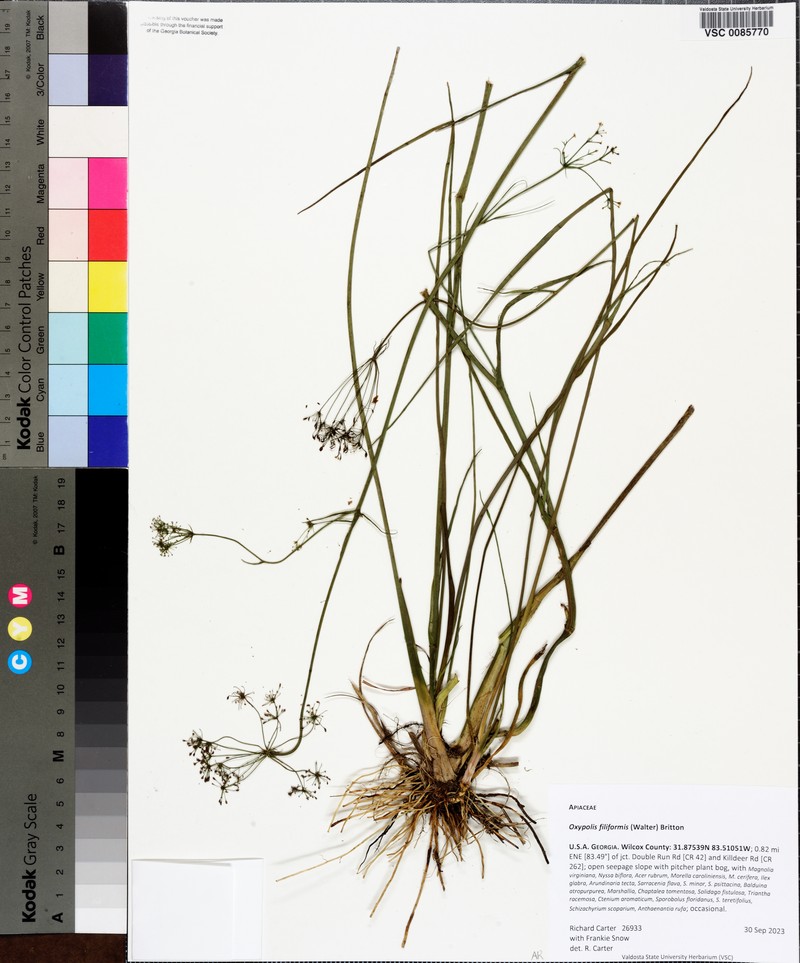 Tiedemannia filiformis subsp. filiformis photo 8