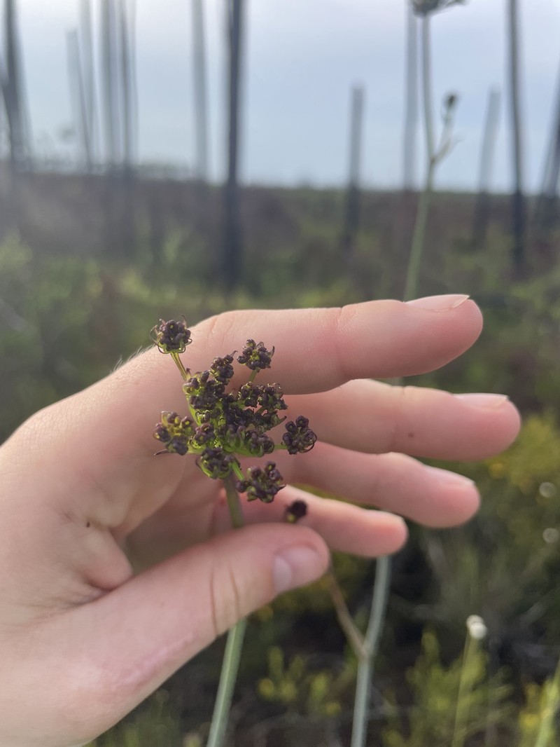 Giant Cowbane