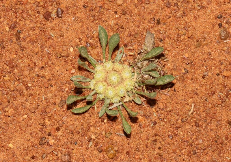 Tietkensia corrickiae