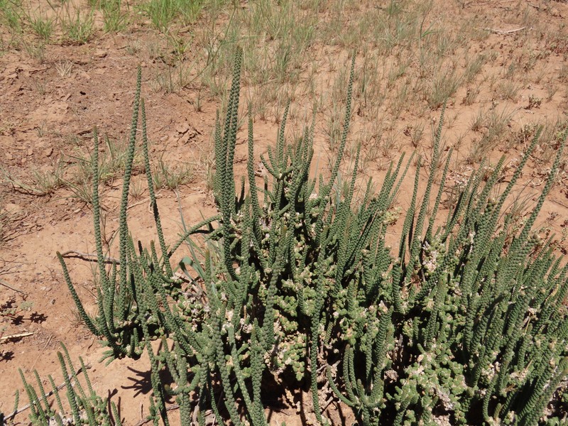 Tiganophyton karasense