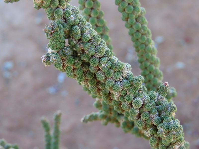 Tiganophyton karasense photo 4