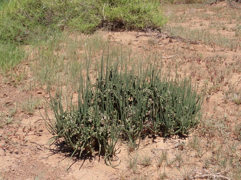 Tiganophyton karasense photo 5