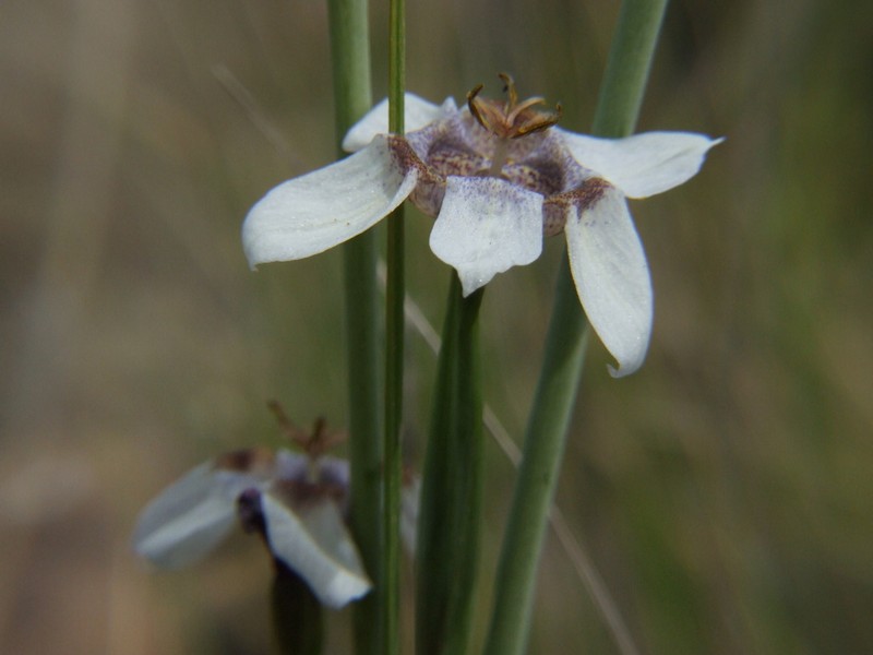 Tigridia arequipensis