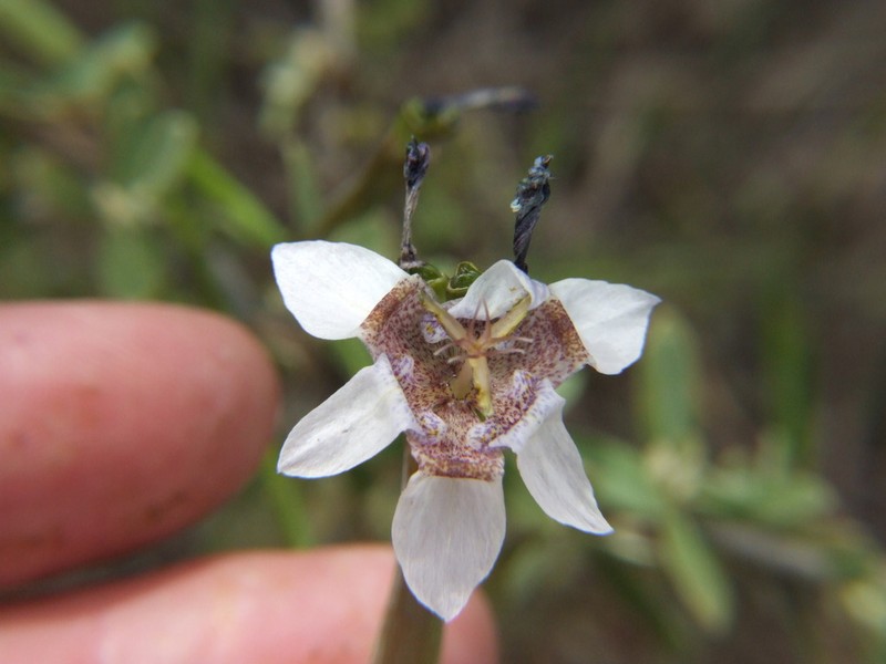 Tigridia arequipensis photo 2