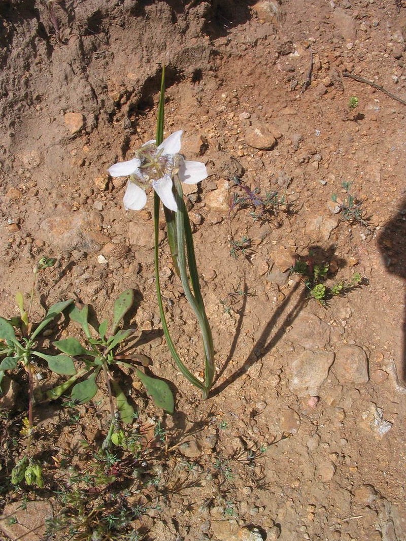 Tigridia arequipensis photo 4