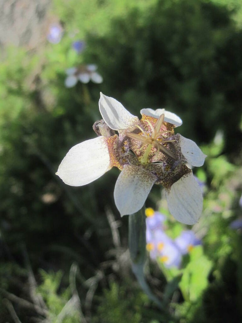 Tigridia arequipensis photo 5