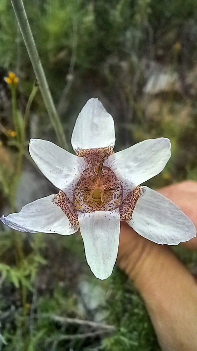 Tigridia arequipensis photo 8