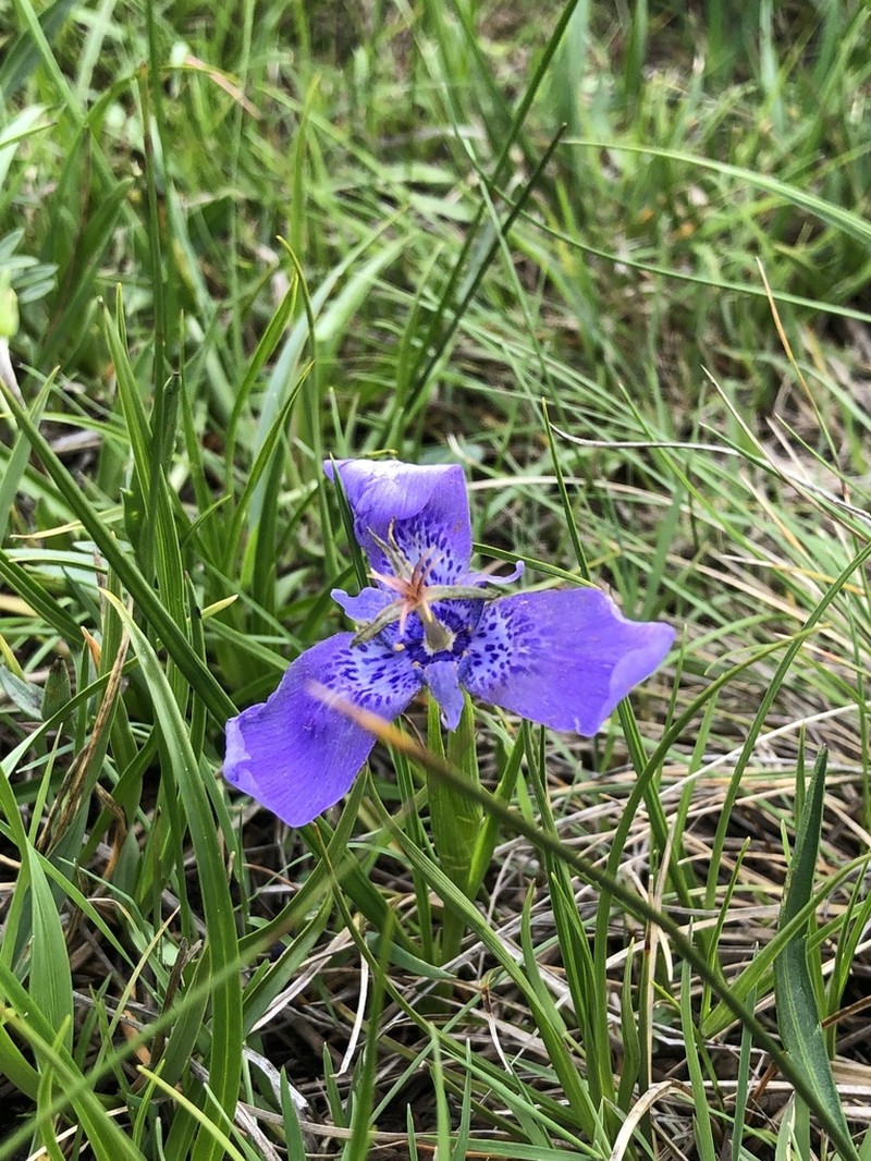 Tigridia azufresensis