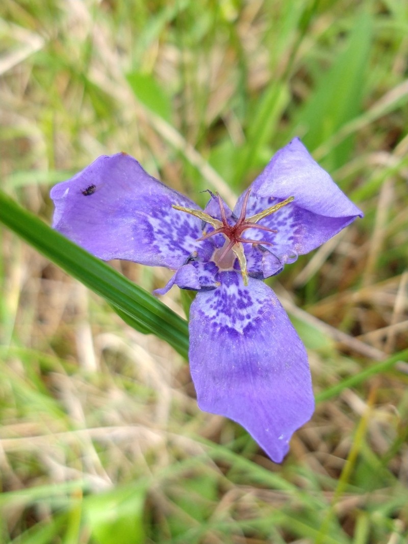 Tigridia azufresensis photo 2