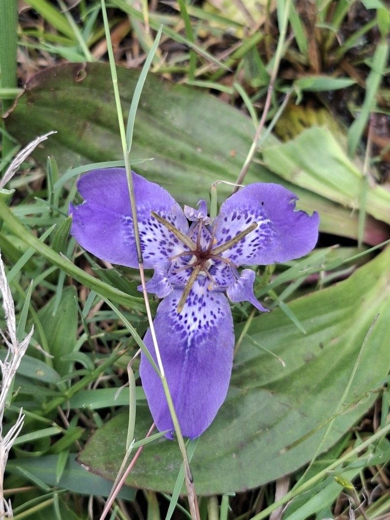 Tigridia azufresensis photo 3