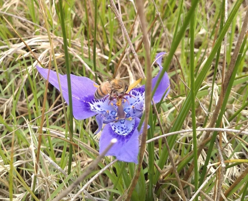Tigridia azufresensis photo 5