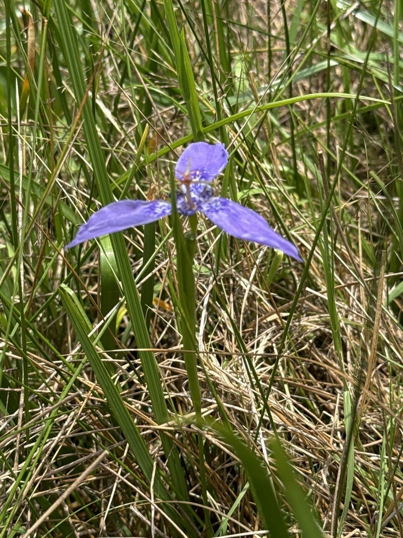 Tigridia azufresensis photo 6