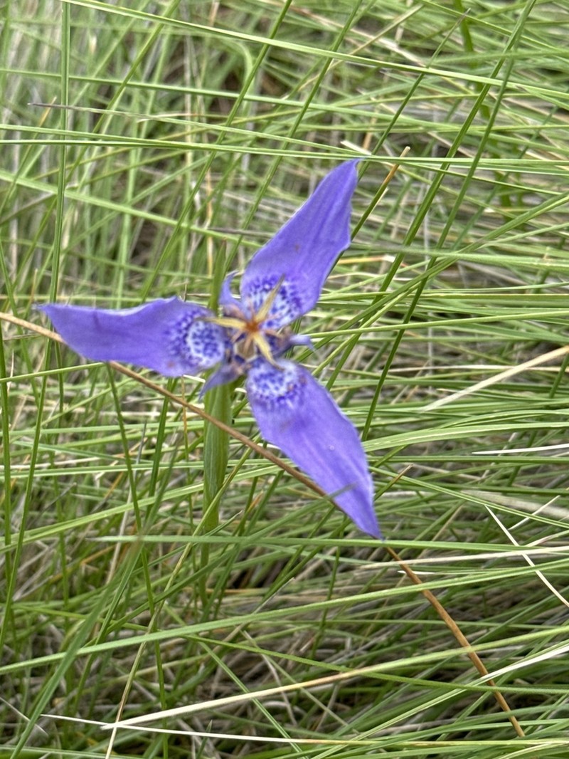 Tigridia azufresensis photo 7