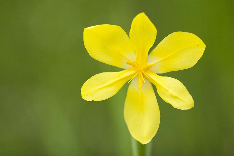 Tigridia citrina