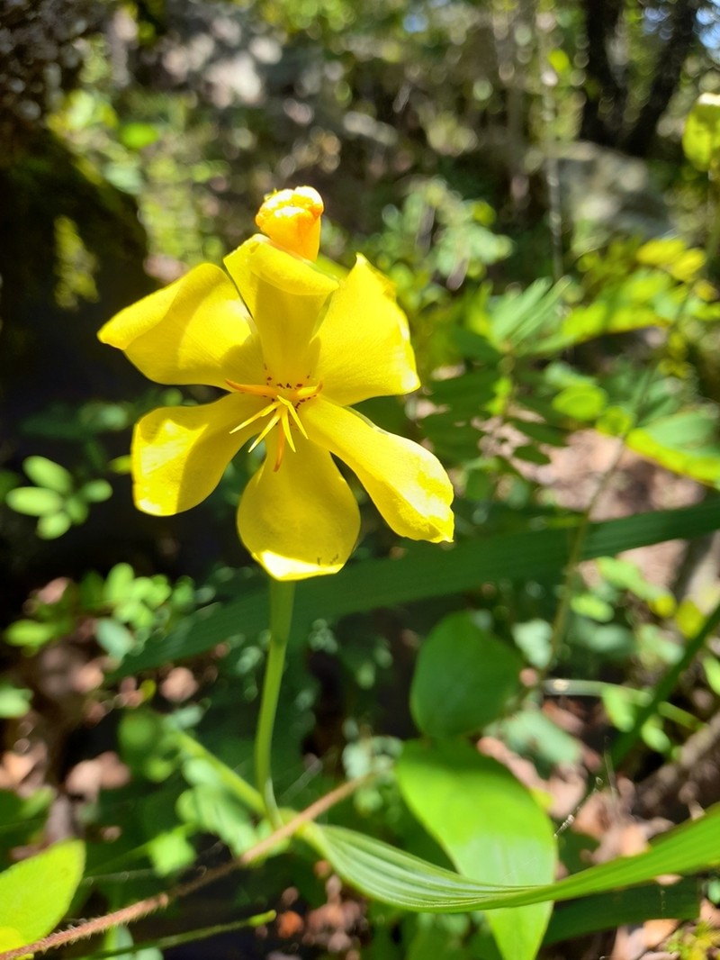 Tigridia citrina photo 2