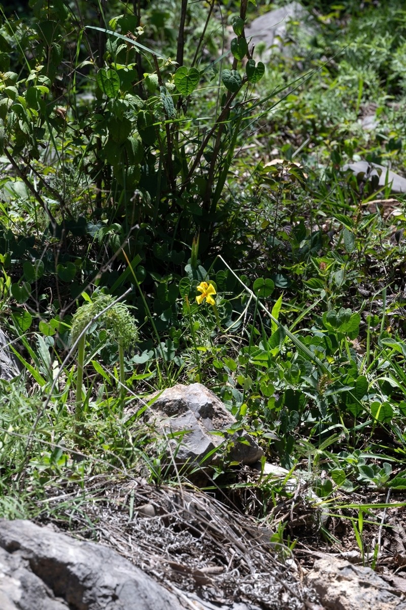 Tigridia citrina photo 3