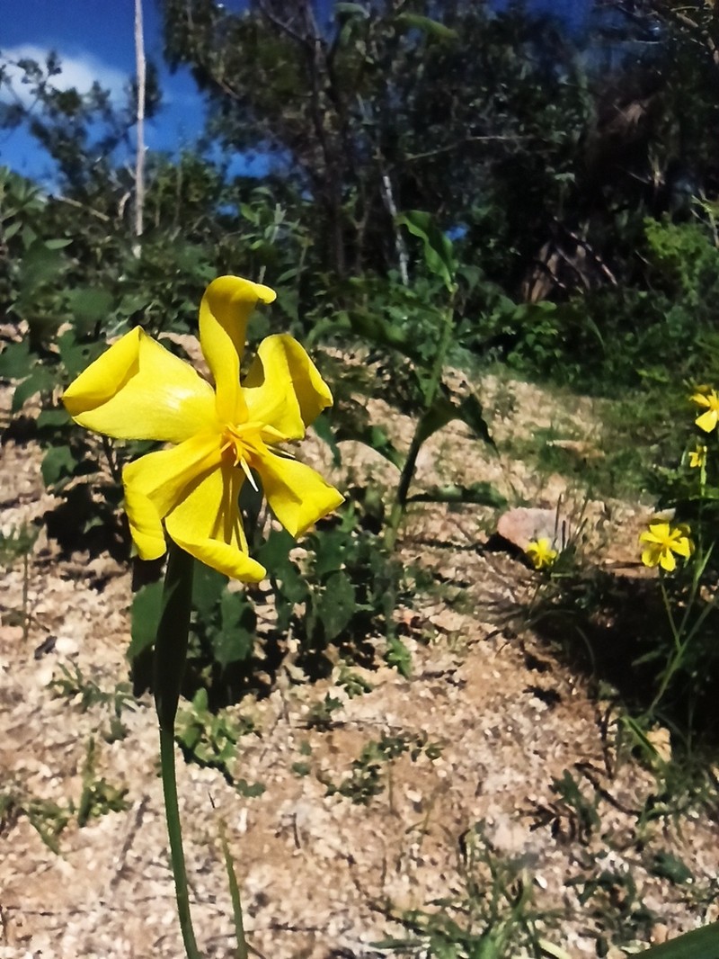 Tigridia citrina photo 4