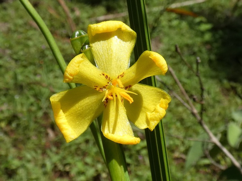 Tigridia citrina photo 5