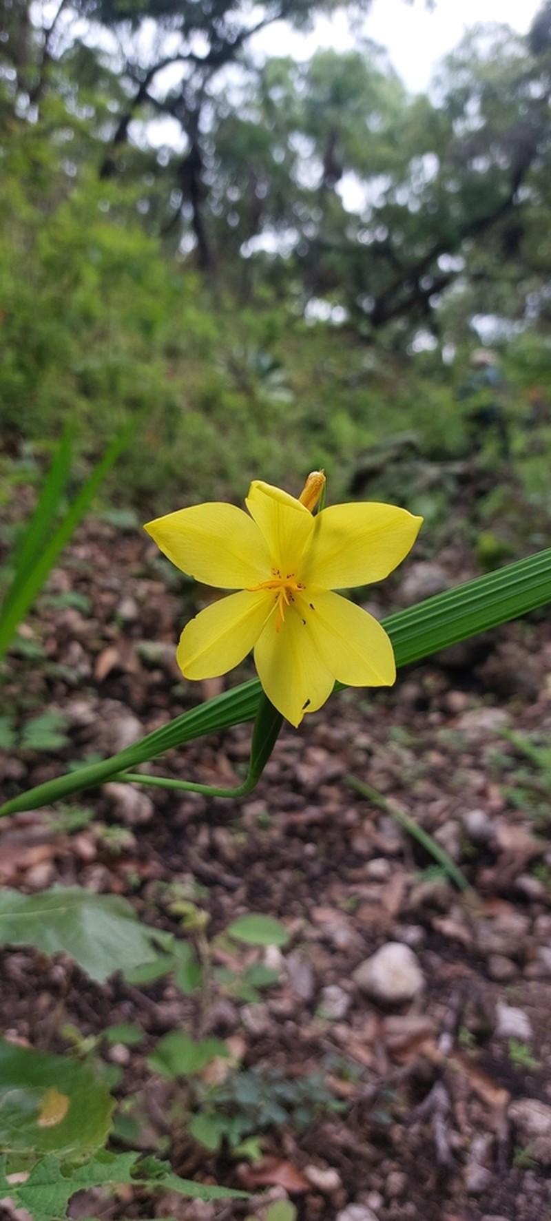 Tigridia citrina photo 6