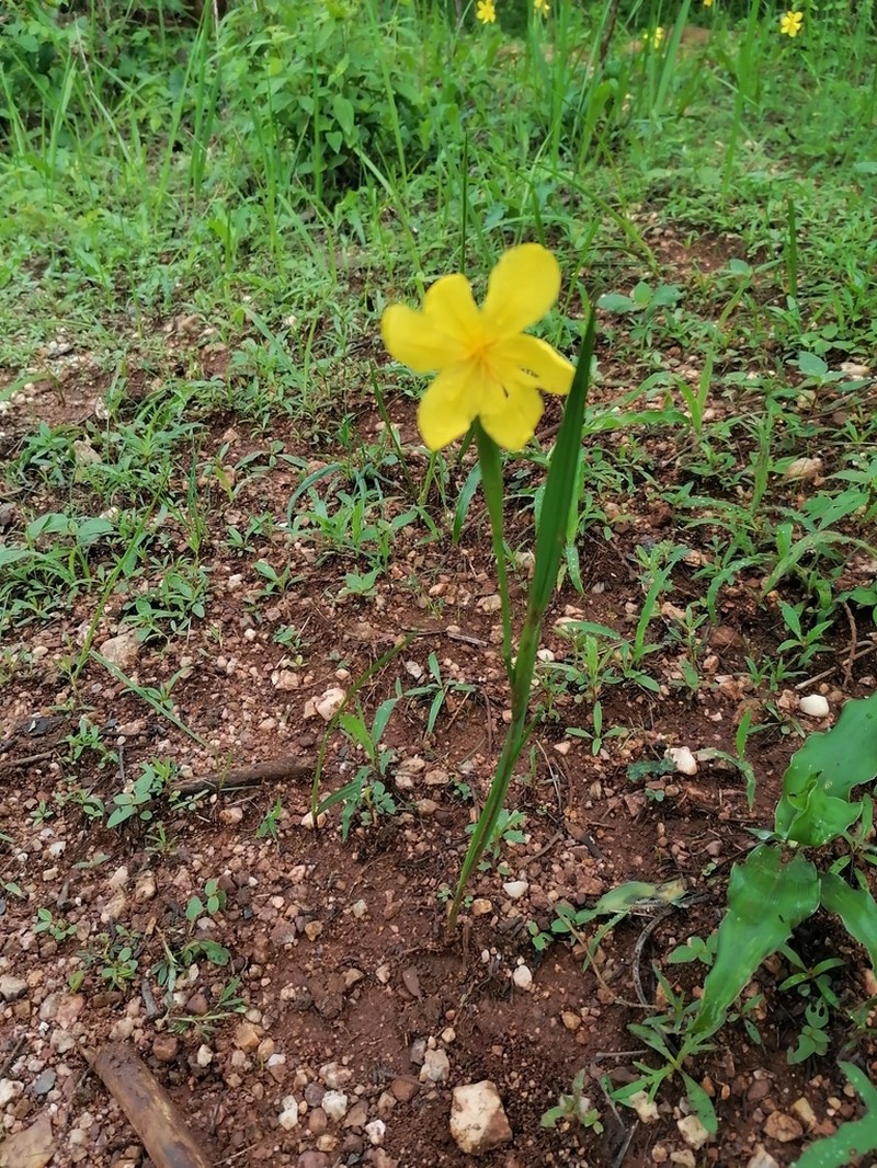 Tigridia citrina photo 7
