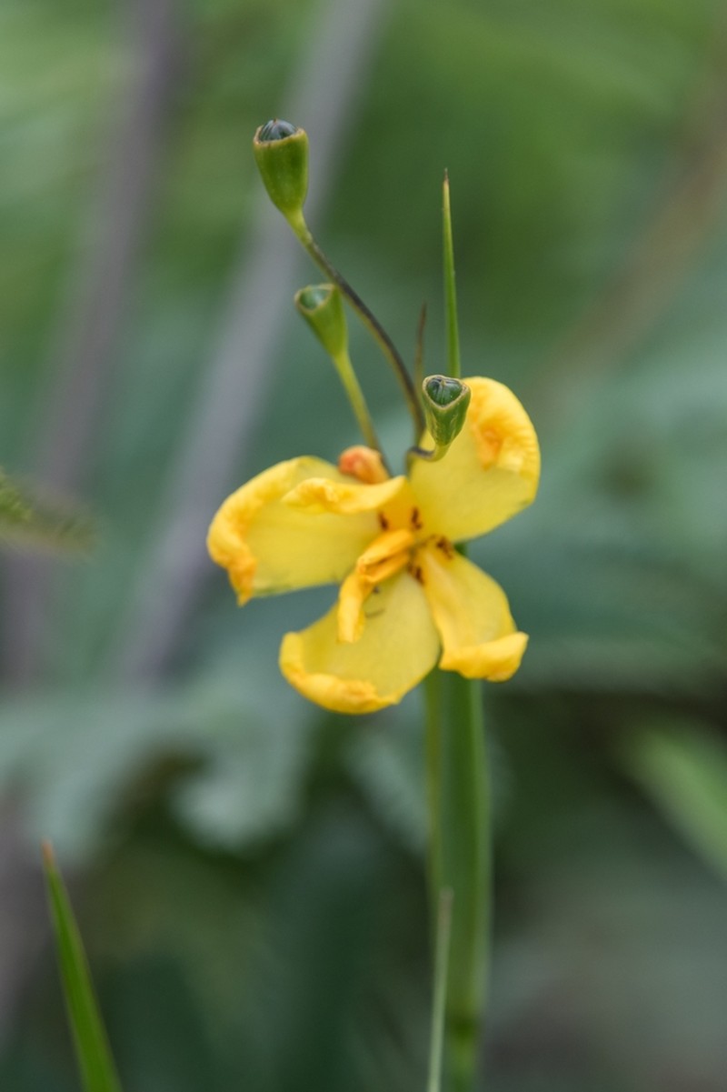 Tigridia citrina photo 8