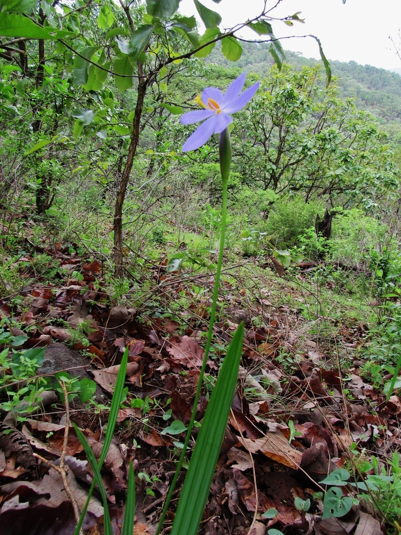 Tigridia coerulea