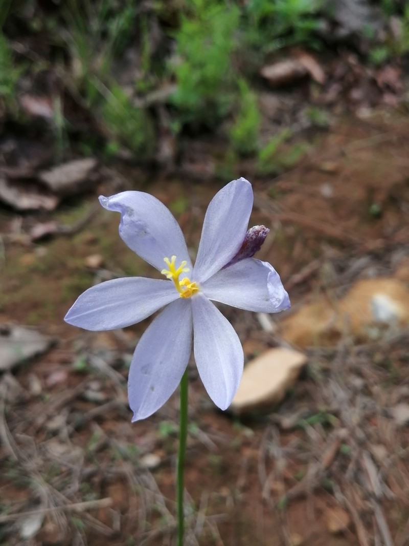 Tigridia coerulea photo 2