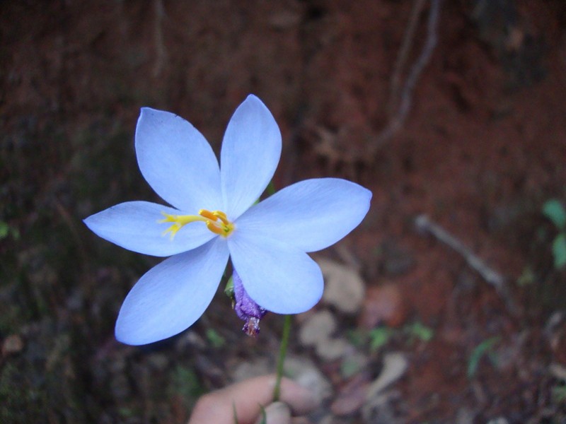 Tigridia coerulea photo 3