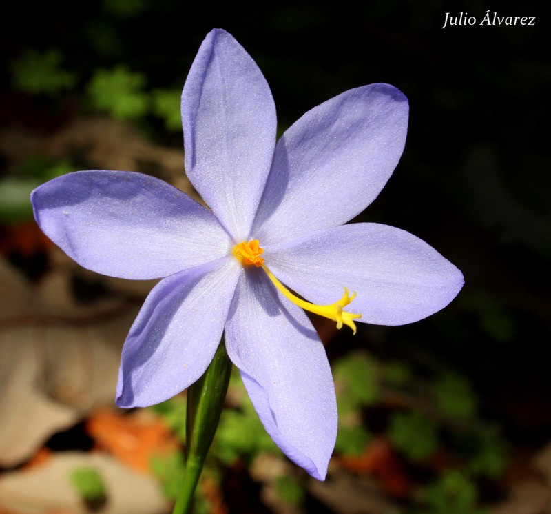 Tigridia coerulea photo 4