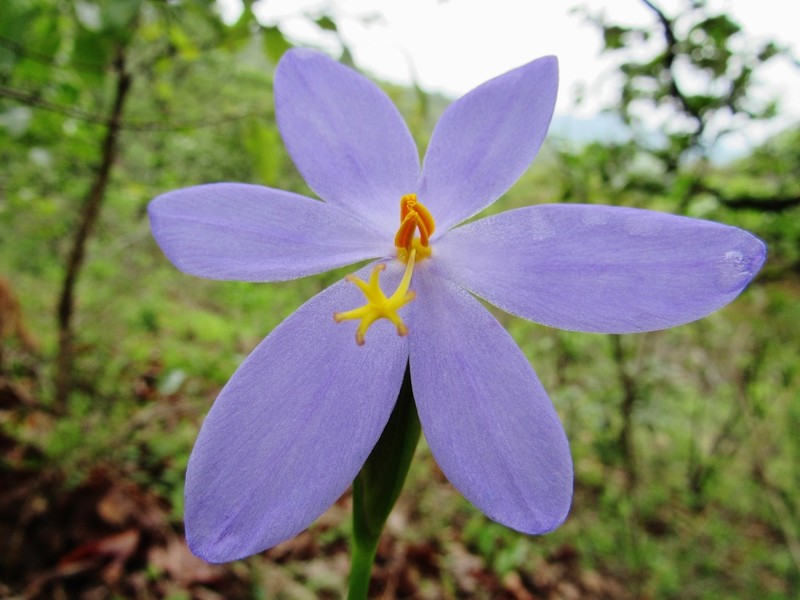 Tigridia coerulea photo 5