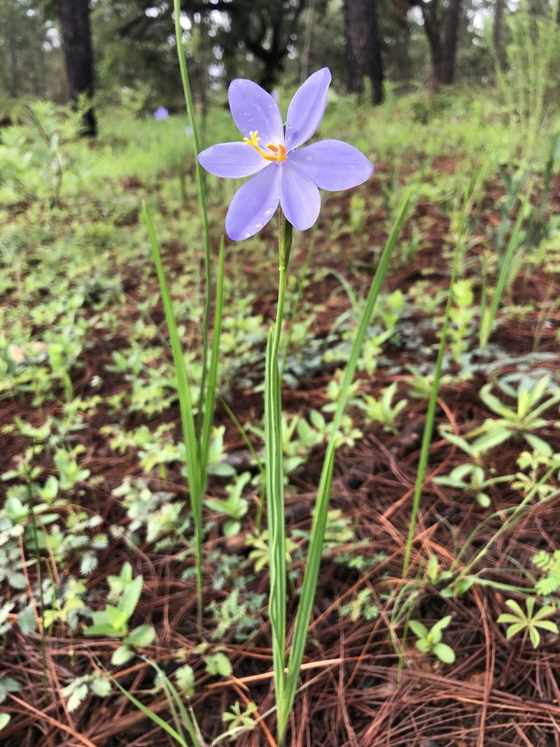 Tigridia coerulea photo 7