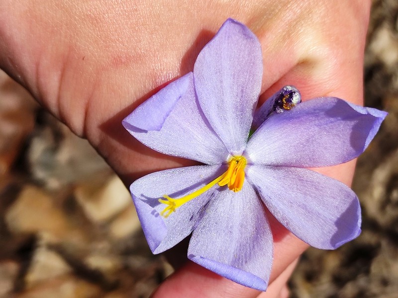 Tigridia coerulea photo 8