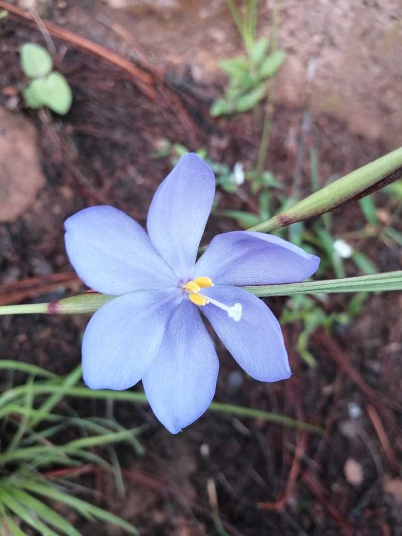 Tigridia fosteri photo 2