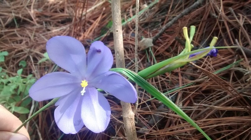 Tigridia fosteri photo 3