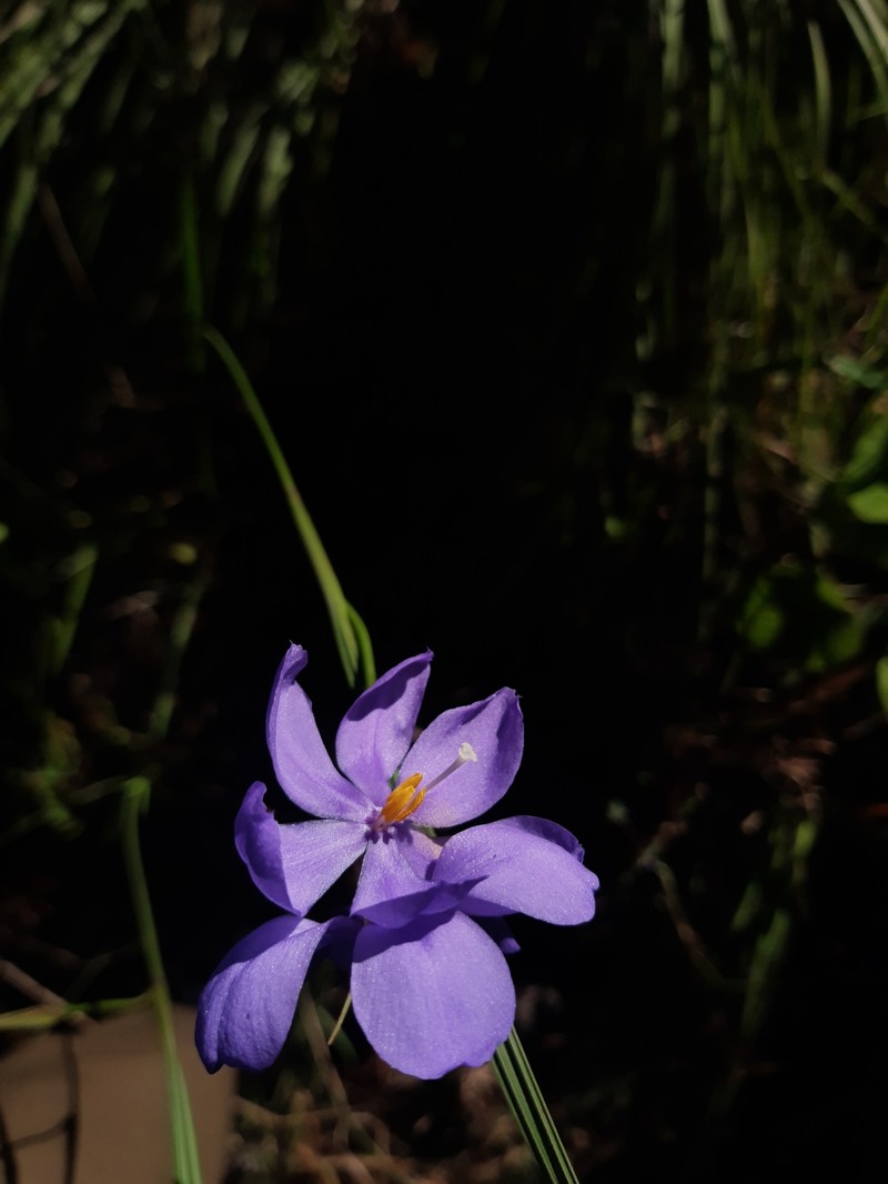 Tigridia fosteri photo 6