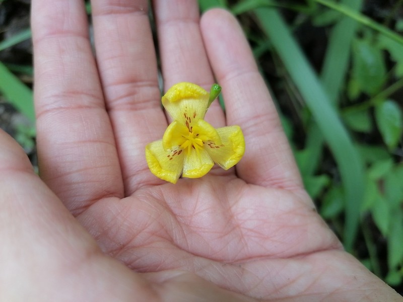 Tigridia heliantha