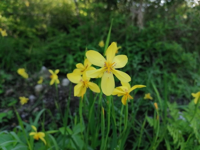 Tigridia heliantha photo 2
