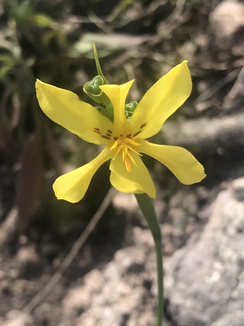 Tigridia heliantha photo 3