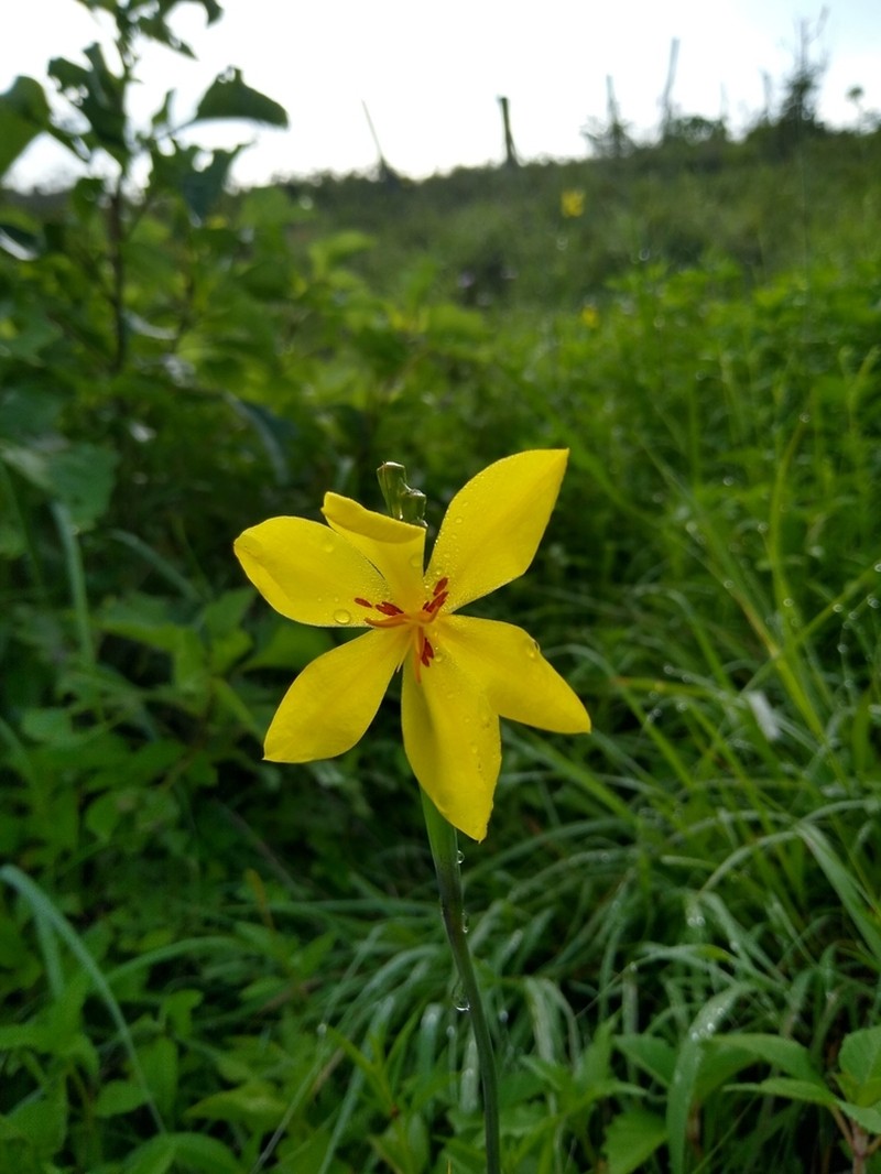 Tigridia heliantha photo 4