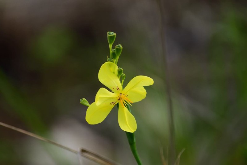 Tigridia heliantha photo 5