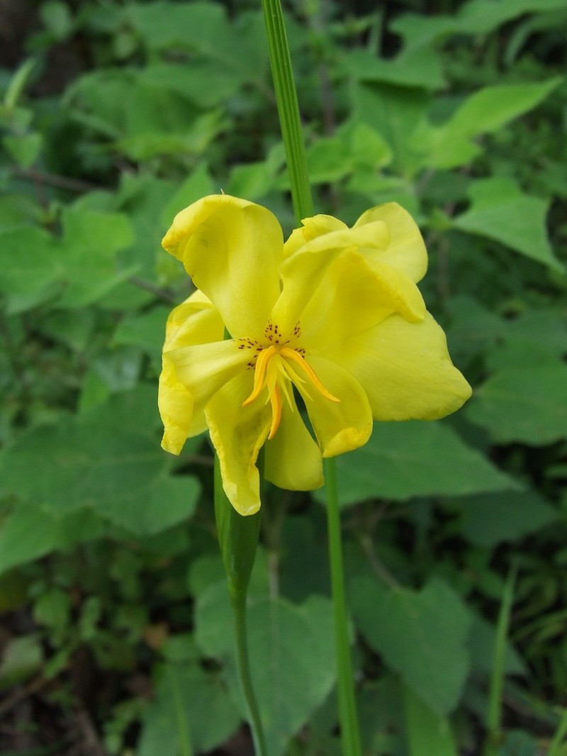 Tigridia heliantha photo 6
